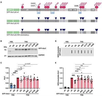 Implications of specific lysine residues within ataxin-3 for the molecular pathogenesis of Machado-Joseph disease